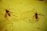 Detailed Fossil Flies (Sciaridae) & Mites (Acari) in Baltic Amber #145429-2